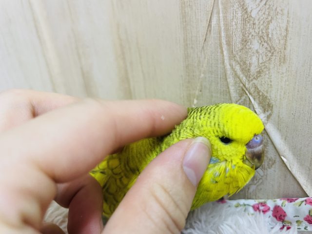 ジャンボセキセイインコ