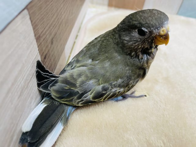 アキクサインコ（秋草インコ）