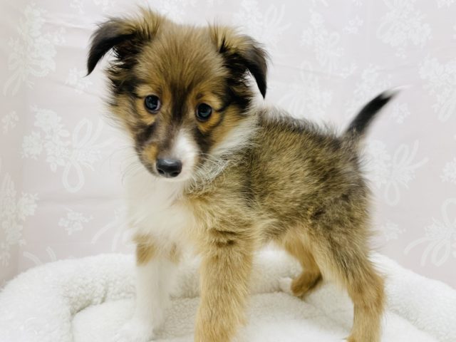 シェットランドシープドッグ（シェルティ）