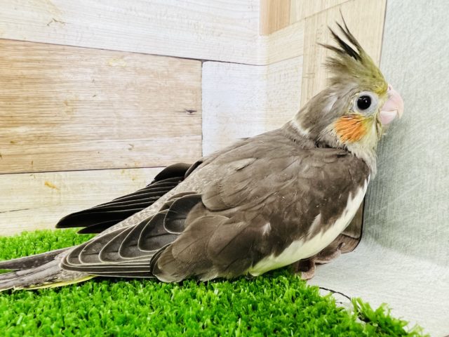 オカメインコ