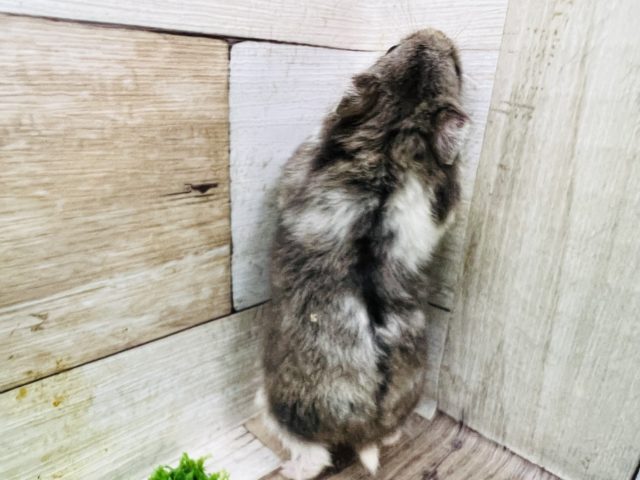 ジャンガリアン