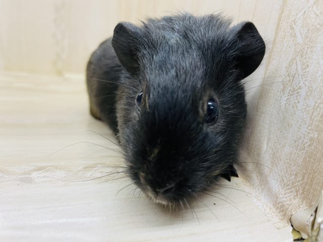 イングリッシュモルモット