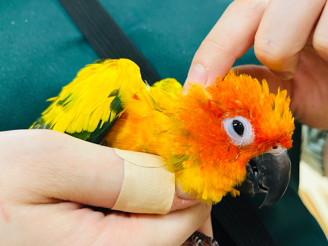 コガネメキシコインコ