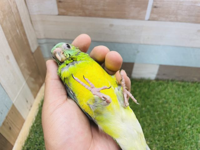 ビセイインコ（美声インコ）