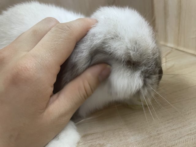 ホーランドロップ