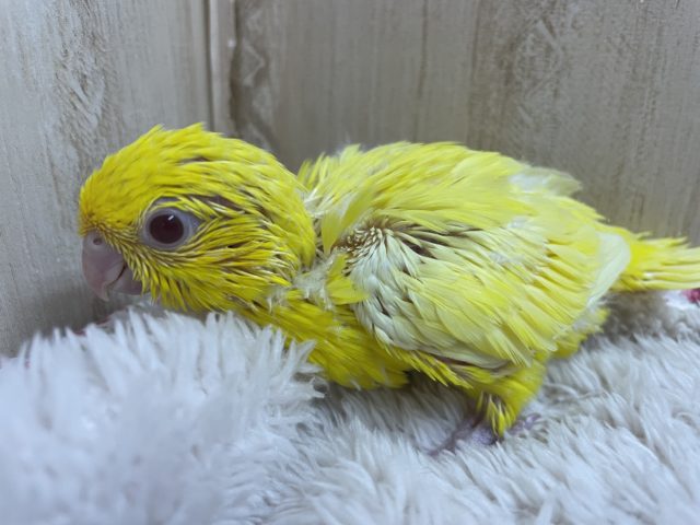 サザナミインコ