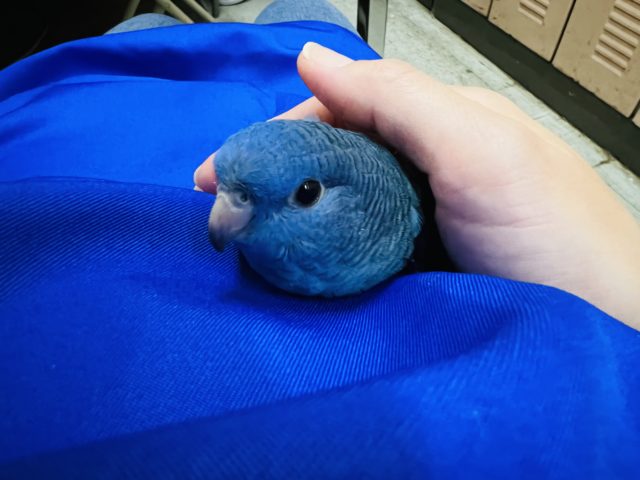 サザナミインコ