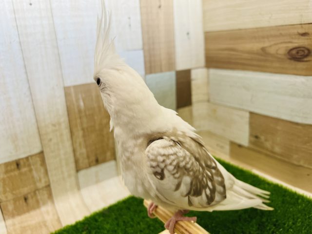 オカメインコ
