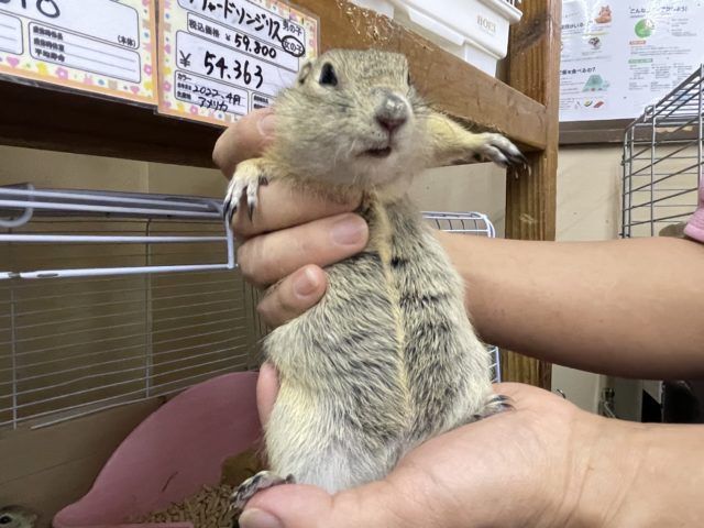 リチャードソンジリス