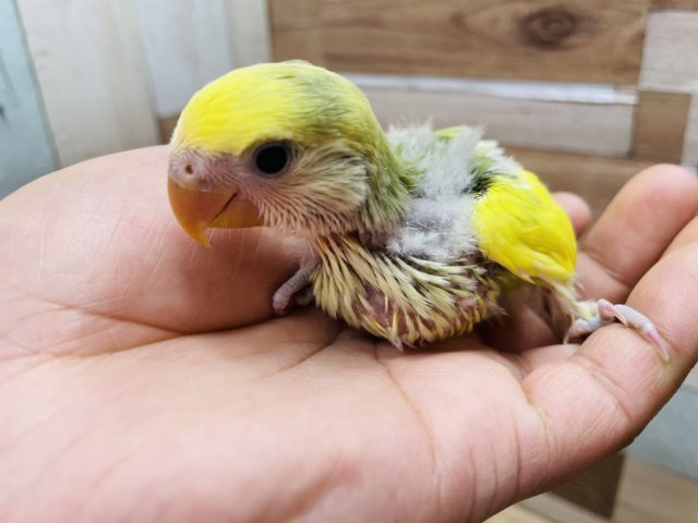 コザクラインコ（小桜インコ）