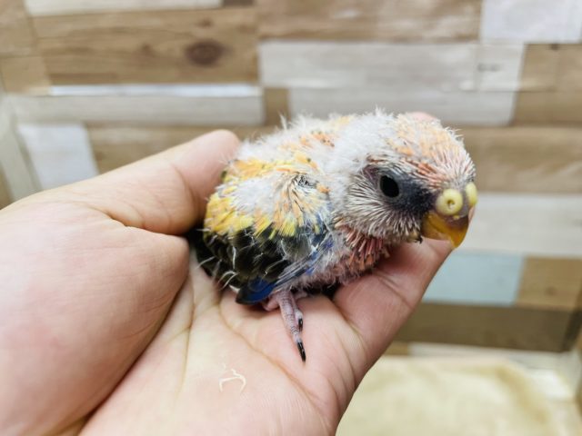 アキクサインコ（秋草インコ）