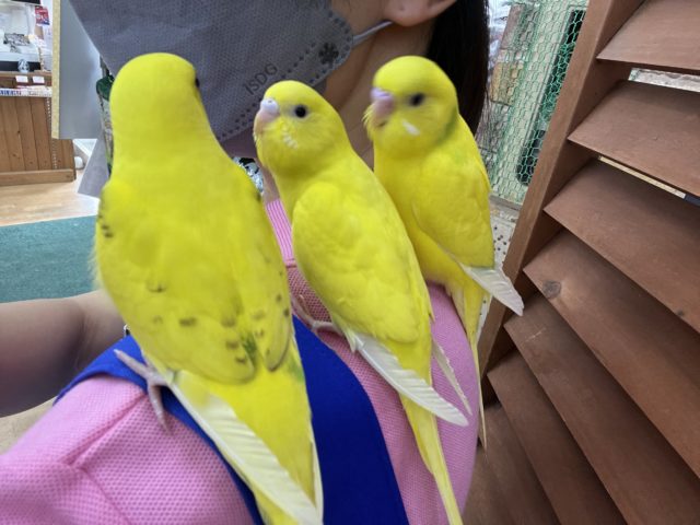 セキセイインコ