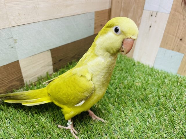 オキナインコ