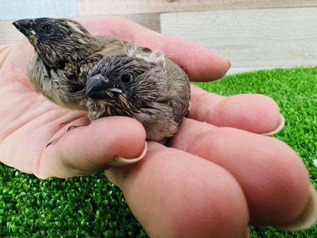 錦花鳥（キンカチョウ）