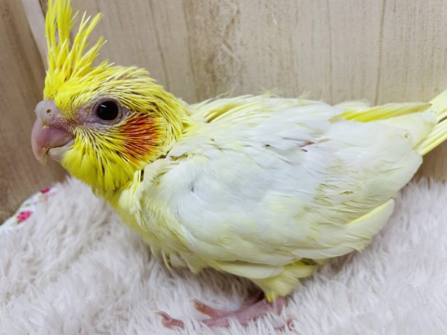 オカメインコ
