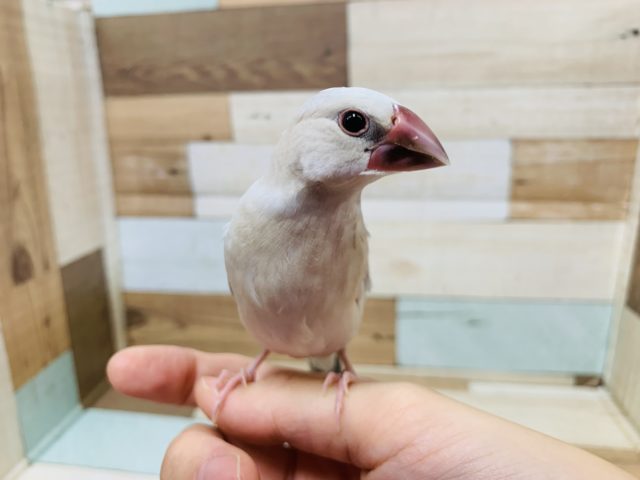シルバー文鳥