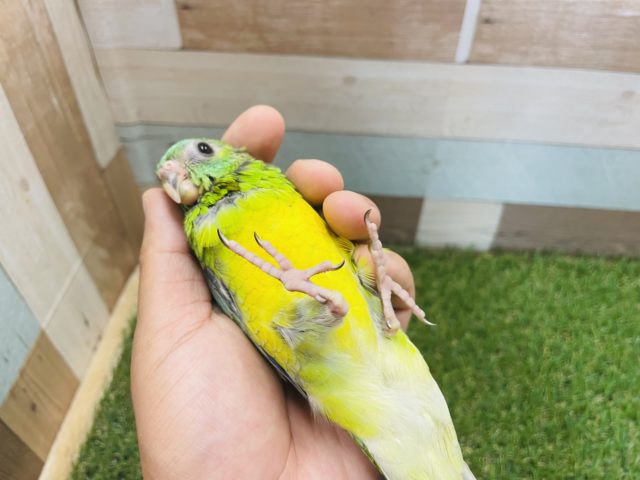 ビセイインコ（美声インコ）