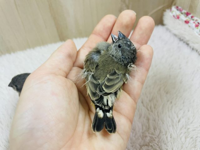 錦花鳥（キンカチョウ）