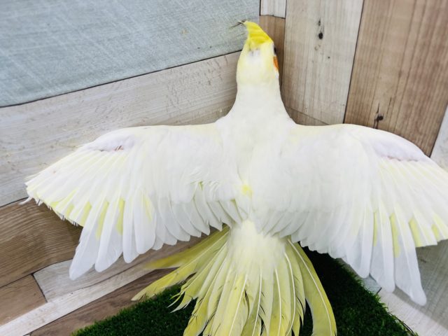 オカメインコ
