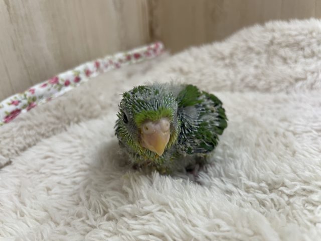 アサギリインコ