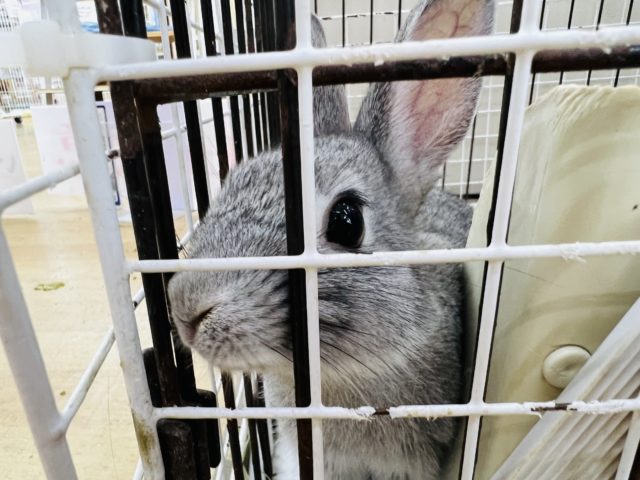 ネザーランドドワーフ