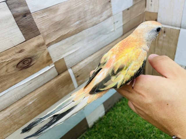 アキクサインコ（秋草インコ）