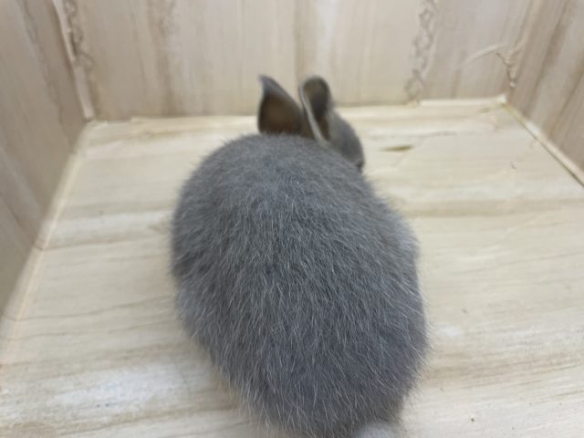 ネザーランドドワーフ