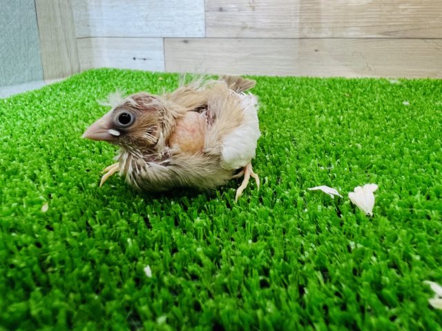 錦花鳥（キンカチョウ）