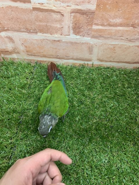 べたなれ♡ウロコインコがやってきた! ホオミドリウロコインコ
