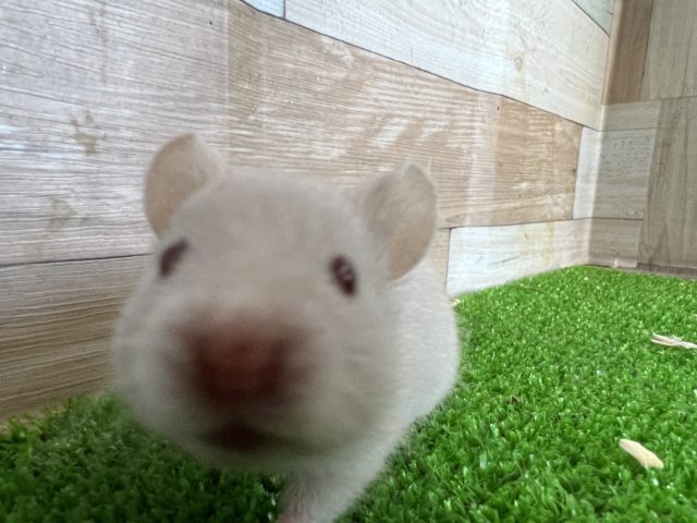 ゴールデンハムスター