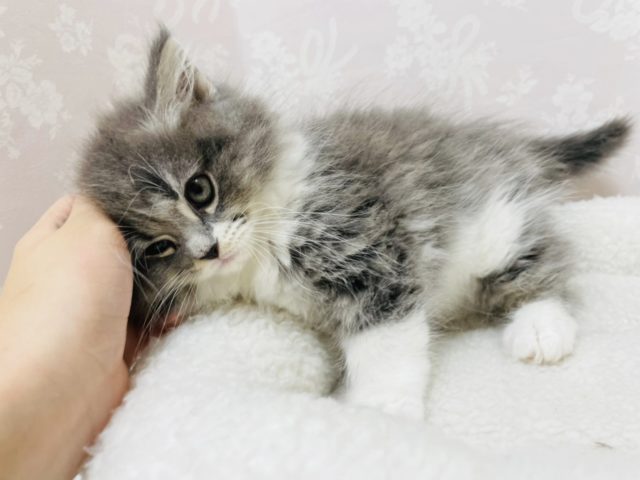 存分に甘えますっ♥サイベリアンちゃん! サイベリアン