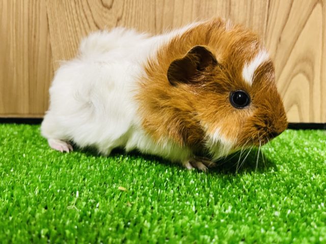 アビシニアンモルモット