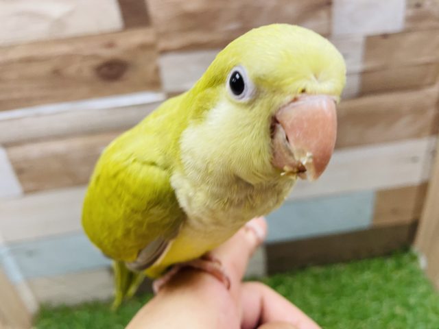 オキナインコ
