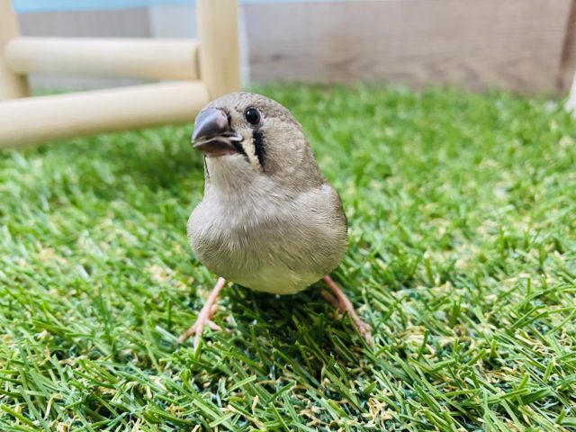 錦花鳥（キンカチョウ）