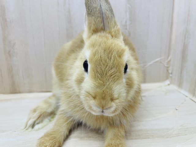 ネザーランドドワーフ