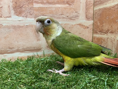 ホオミドリウロコインコ