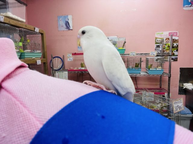 セキセイインコ