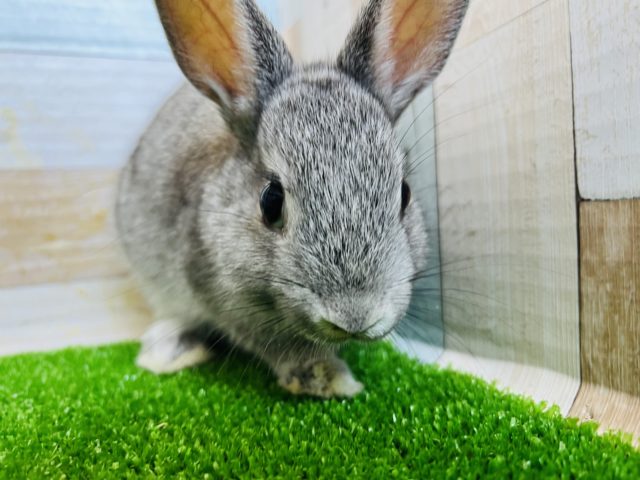 ネザーランドドワーフ