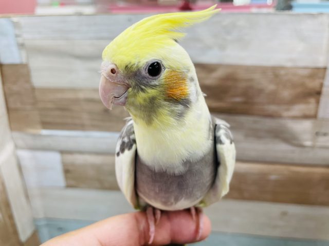 オカメインコ
