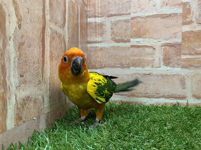 コガネメキシコインコ