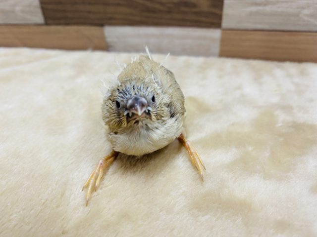 錦花鳥（キンカチョウ）