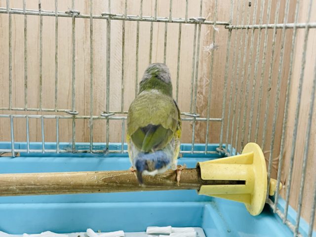 注目です!!最新画像になります!ヒナ限定!口元に光る青いダイヤモンド!!コキン鳥ヒナ来ましたよ〜 コキンチョウ