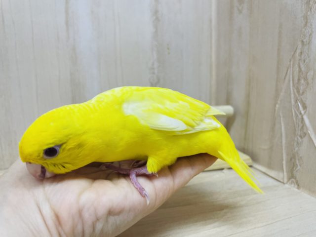 サザナミインコ