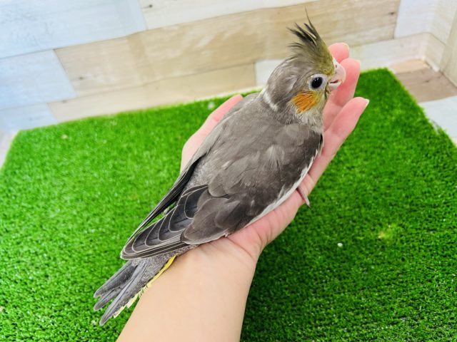 オカメインコ