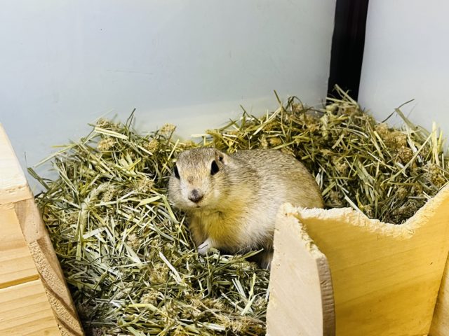 リチャードソンジリス