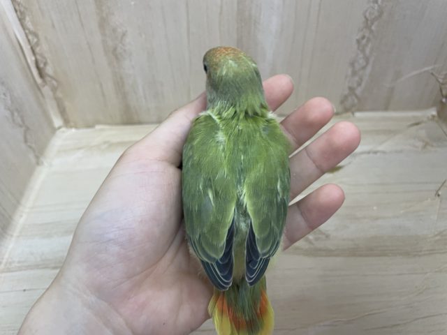 コザクラインコ（小桜インコ）