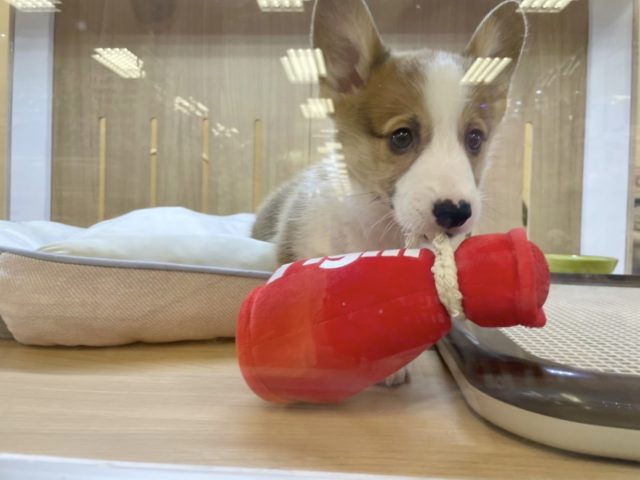 ウェルシュコーギー・ペンブローグ