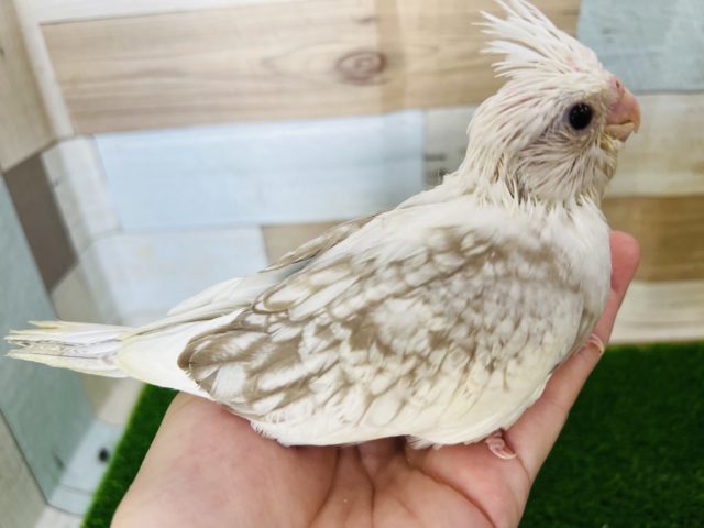 オカメインコ