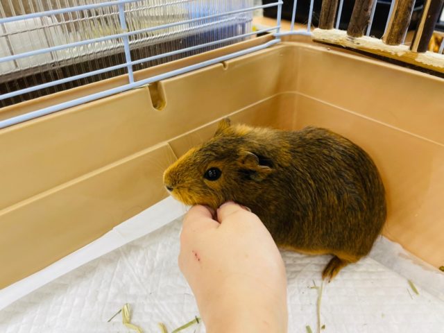 イングリッシュモルモット