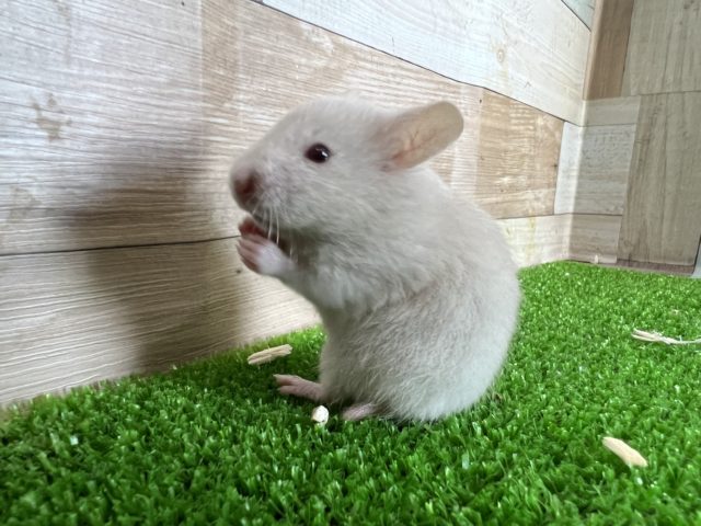 ゴールデンハムスター